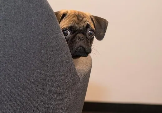 'Veszettség elleni oltás Szentkirályszabadján' cikk borítóképe