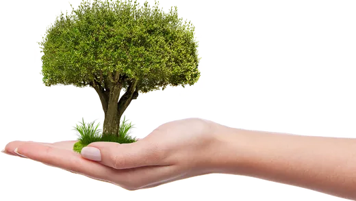 'Országfásítás' cikk borítóképe